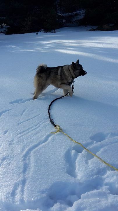 Les Chien d'elan norvegien gris de l'affixe Travel Dog