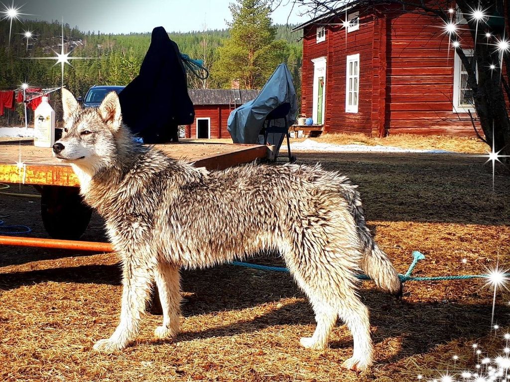 indian tribe husky's Chiana