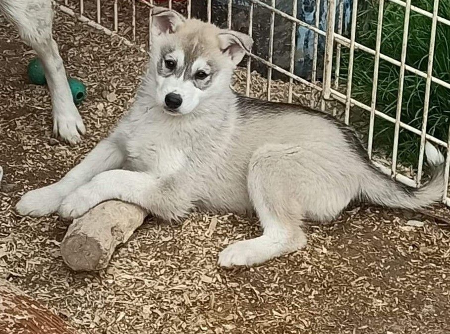 Travel Dog - Chiot disponible  - Siberian Husky