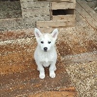 Travel Dog - Siberian Husky - Portée née le 02/04/2021