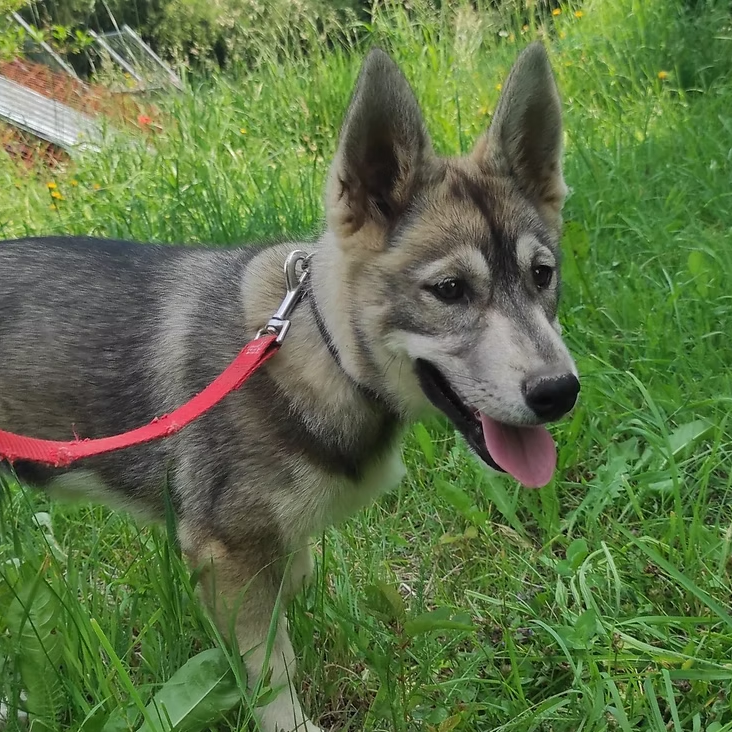 Travel Dog U'chihiro