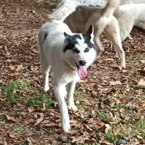 R' Meika  Of Voykan Wakanda Kennel