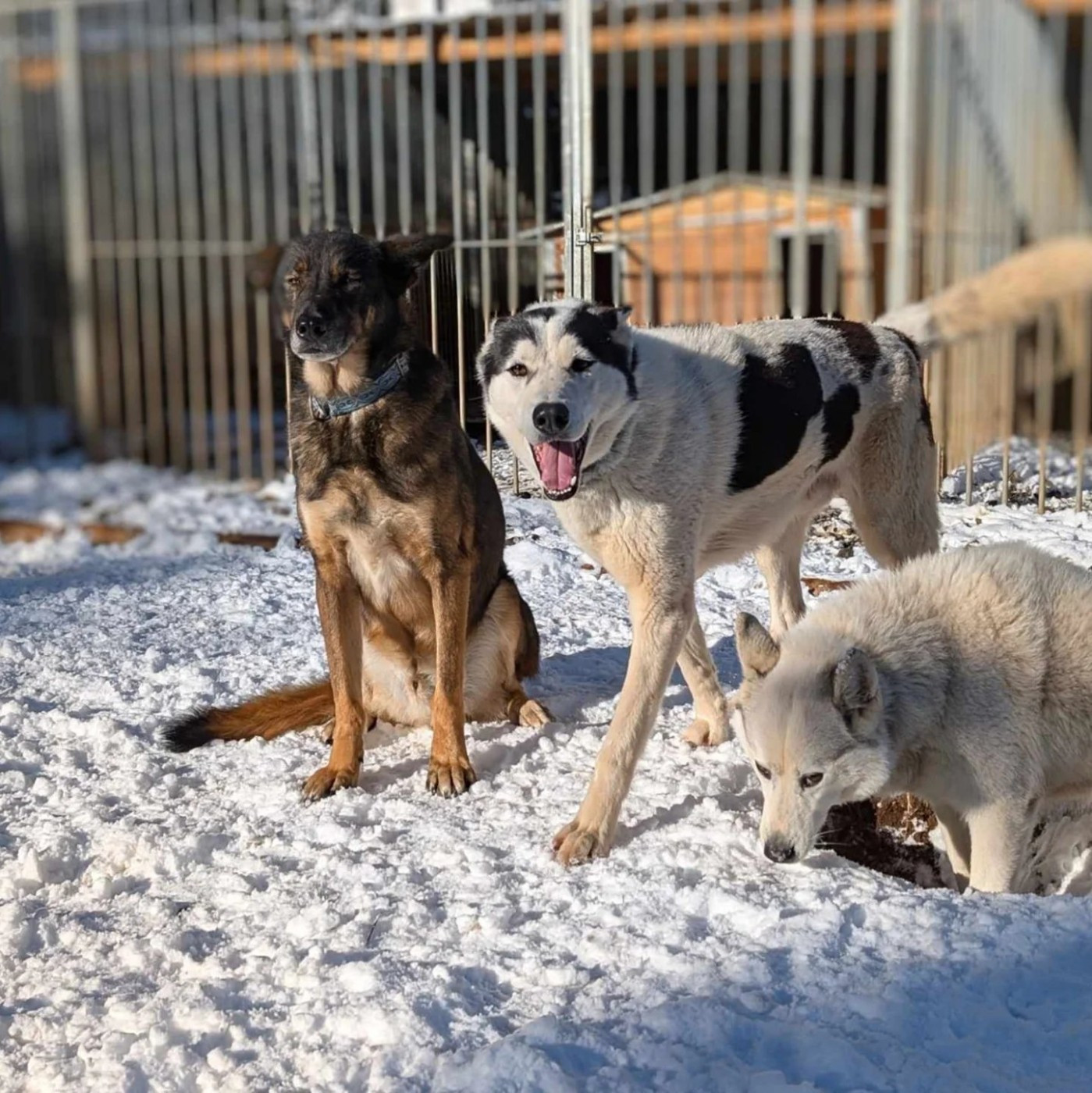 R'Yurok Of Voykan Wakanda Kennel