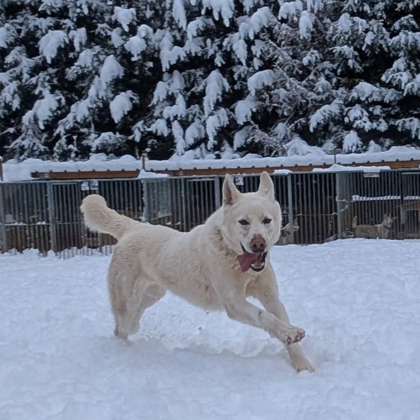 Travel Dog V'Loukoum