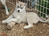 CHIOT